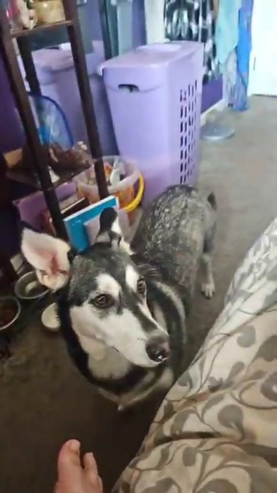 AuntiePanPan has been doing the shenanigans of WooWoo since she was 12 years old (at least!)

A fiber artist, An Oracle, An Aura painter, a Teacher in the Craft as well as a cartoonist of 'Goth Love is' on Webtoons. Can be found stalking various coffee houses and tea rooms dressed up as a conglomeration of a goth that found tie dye and woke up at the Renaissance Faire after the Fleetwood Mac concert of 1979. She is the Hexs part of the Company @hexsandvexs (the Vexs part is her husband that cool guy in the kilt that makes spiders out of leather) when you can't find her, she's hanging out with her dog, Awoo a Husky Dachshund mix (@awoothedusky), drinking Chai tea and writing poems about bagels. www.auntiepanpan.com