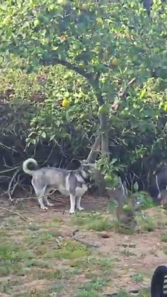 Auntiepanpan is always
Ready for Readings, Viking Funerals, and consultation.
Tips always welcome.
Venmo: @auntiepanpan 
Zelle: 7142745985
Go to
www.auntiepanpan.com